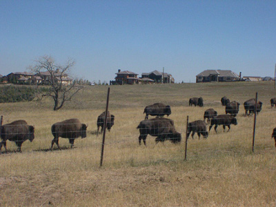 Bison near open land by Firelight